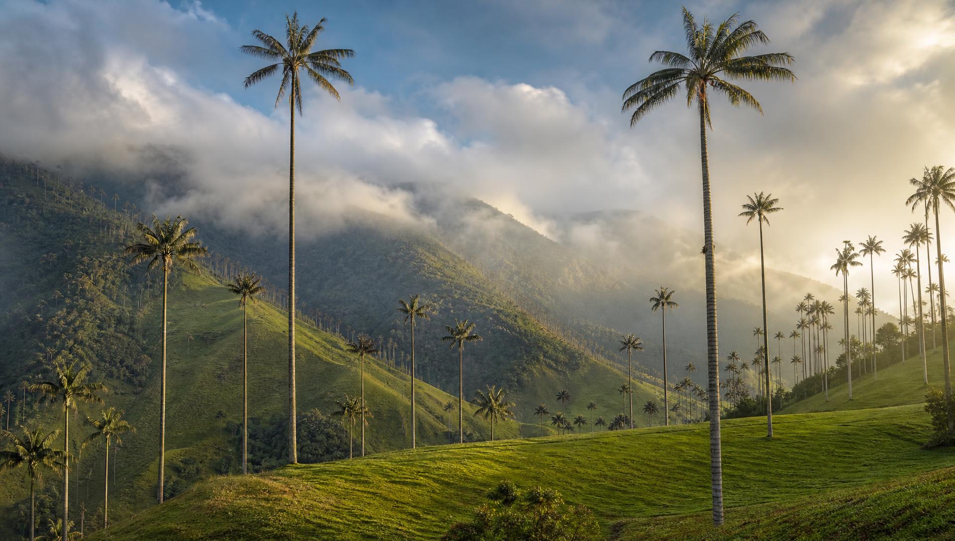 Valle de Cocora en Salento con palmeras de cera